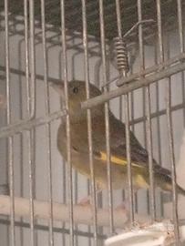 Ucielli verdoni