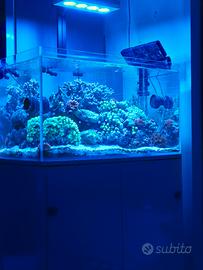 acquario marino 