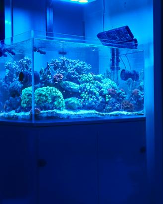 acquario marino 