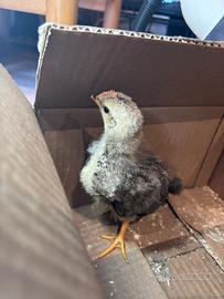 Disponibile, pulcino