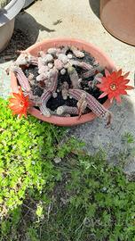 Fiori