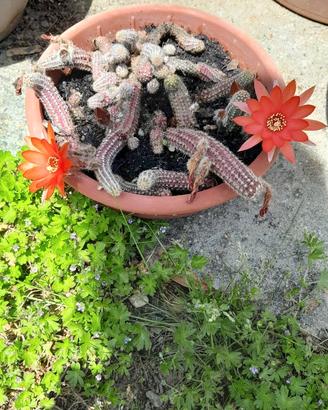 Fiori