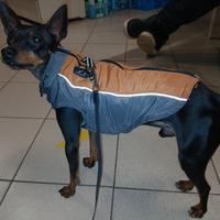 Pinscher