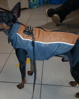 Pinscher