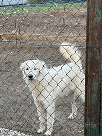 Cuccioli di pastore maremmano