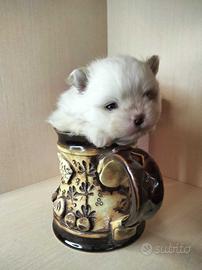 Cucciolo spitz toy pomerania 2 mesi