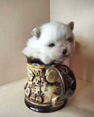 Cucciolo spitz toy pomerania 2 mesi