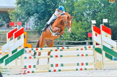 Cavallo da salto