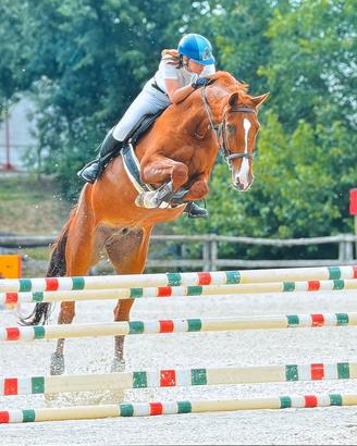 Cavallo da salto