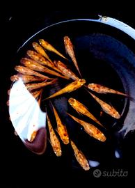 Medaka buci bicolore lamé