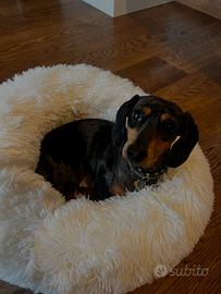 Bassotta Arlecchino x Monta