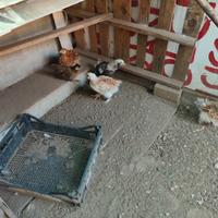 Pulcini 2 mesi faverolles e altri incroci