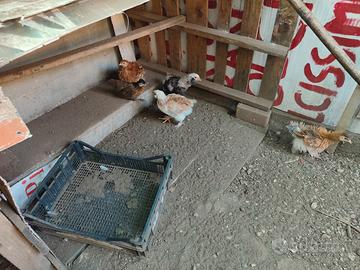 Pulcini 2 mesi faverolles e altri incroci