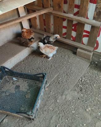 Pulcini 2 mesi faverolles e altri incroci