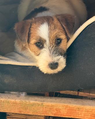 Jack Russell Femmina