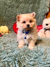 POMAPOO volpino Spitz Pomerania