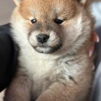 Shiba inu