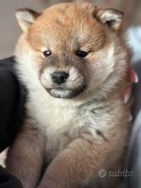 Shiba inu