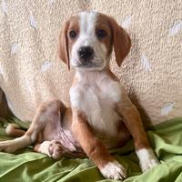 Cuccioli maschi e femmine 2 mesi