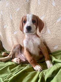 Cuccioli maschi e femmine 2 mesi