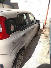 Panda incidentata 