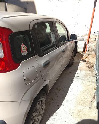 Panda incidentata 