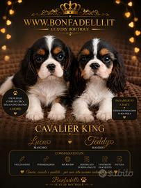 Cuccioli cavalier king
