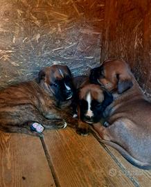 Boxer cuccioli