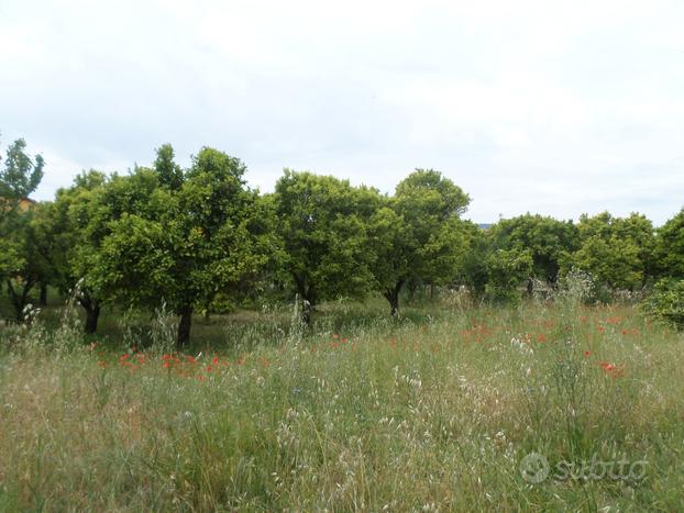 Tenuta a Grassano Scalo