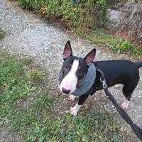 Monta Bull Terrier Pedigree