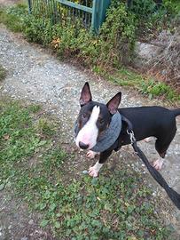 Monta Bull Terrier Pedigree