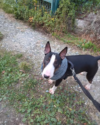 Monta Bull Terrier Pedigree