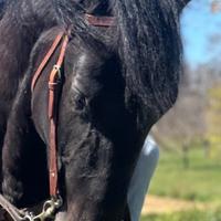 Cavallo sanfratellano