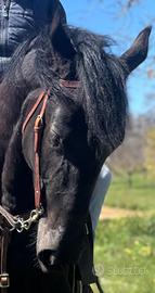 Cavallo sanfratellano