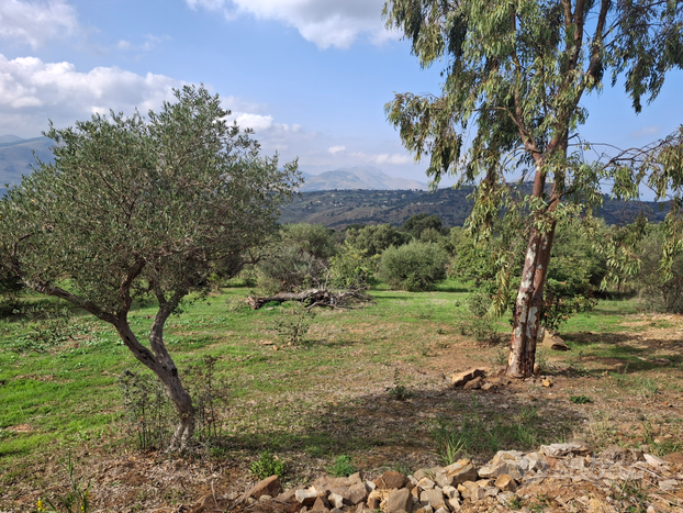 Terreno agricolo