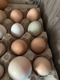 Palle di galline