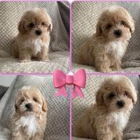 Cuccioli di maltipoo M e F
