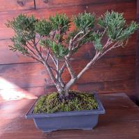Bonsai di ginepro