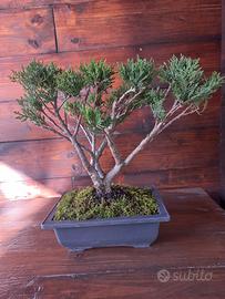 Bonsai di ginepro