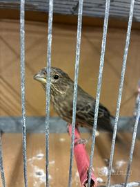 Ciuffolotti messicani