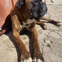 Boxer maschio, cercasi boxer femmina per monta