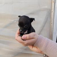 Cucciola di chihuahua di due mesi