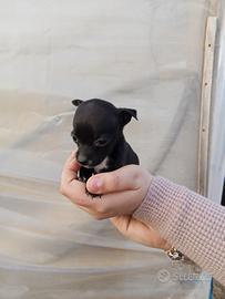 Cucciola di chihuahua di due mesi