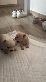 Chihuahua piccolissimi
