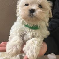 Maltese con pidegree