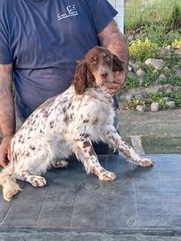 Setter inglese