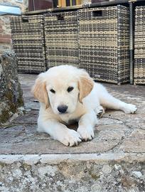 Cucciola Golden Retriever - Al momento è riservata