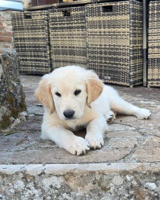 Cucciola Golden Retriever - Al momento è riservata
