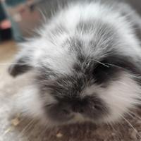 Coniglio nano ariete