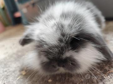 Coniglio nano ariete